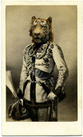 Charlotte Corey, Tiger Tsar